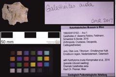 Foto (Objekt + Etiketten) von Galatheites cf. diasema (Robins, Feldmann, Schweitzer & Bonde, 2016) (NHMW-GEO-1990-0041-0163)
